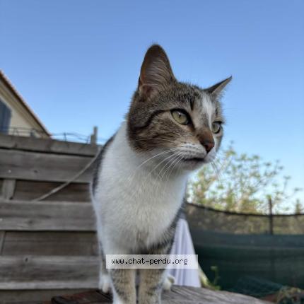 Foto 1/1 Moon Chat perdido en Saint martin de crau