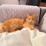 Foto de un gato reunido en Tarapoto