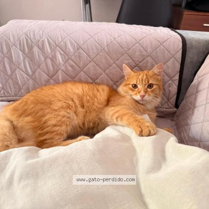 Foto 1/1 Gato encontrado Perdido en Tarapoto