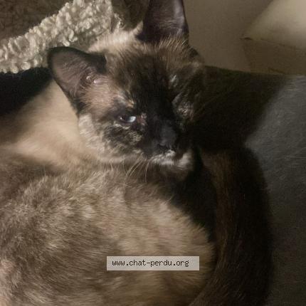 Foto 1/1 PISTACHE Chat perdido en Paris