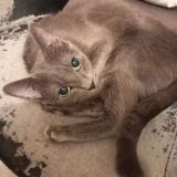 Foto del gato perdido en Meaux