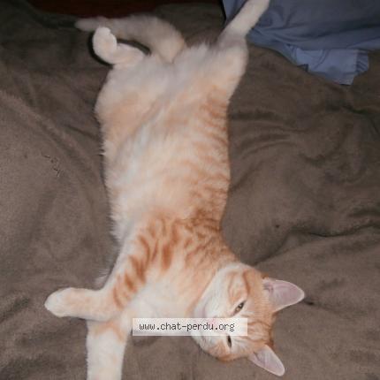 Foto 1/1 Gingy Chat perdido en Latronquiere