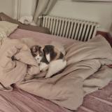 Foto del gato perdido en Auxerre