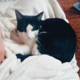 Foto del gato perdido en Saint Priest