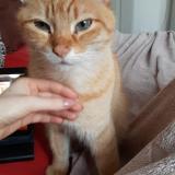 Foto del gato perdido en Simiane Collongue