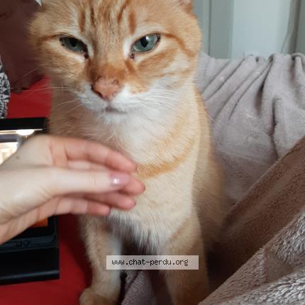 Foto 1/1 Gato encontrado Perdido en Simiane collongue