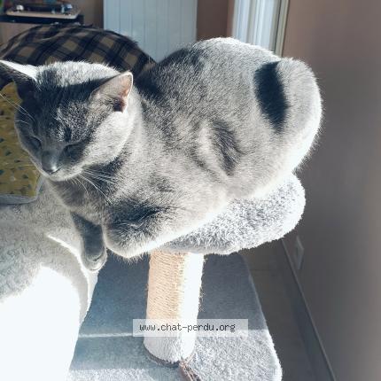 Foto 1/1 Grisou Chat perdido en Randan