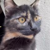 Foto del gato perdido en Charleville Mezieres