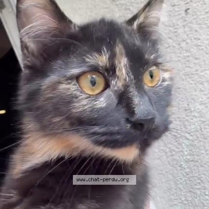 Foto 1/3 Nala Chat perdido en Charleville mezieres