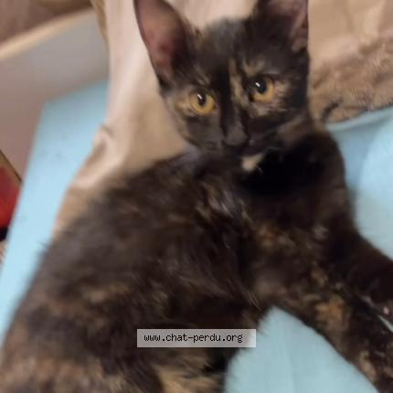 Foto 2/3 Nala Chat perdido en Charleville mezieres