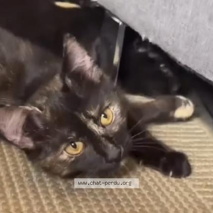 Foto 3/3 Nala Chat perdido en Charleville mezieres