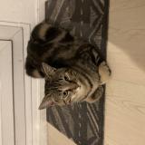 Foto del gato perdido en Fontenay Sous Bois