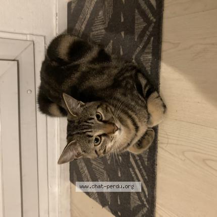 Foto 1/1 Tsuki Chat perdido en Fontenay sous bois