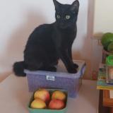 Foto del gato perdido en Saint Joseph