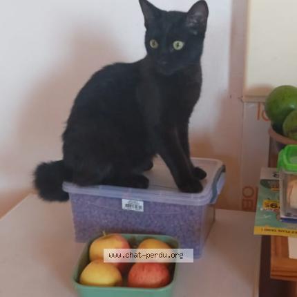 Foto 1/1 Tibou Chat perdido en Saint joseph