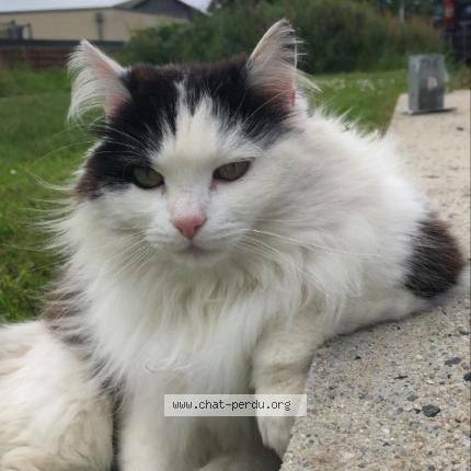 Foto 1/1 Kookie Chat perdido en Rospez