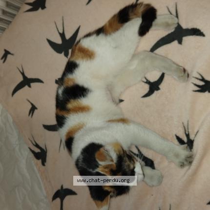 Foto 1/1 Gato encontrado Encontrado en Tournon sur rhone