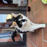 Foto de gato encontrado en Pins Justaret