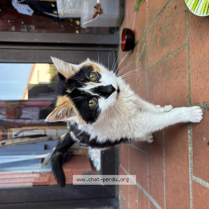 Foto 1/1 Gato encontrado Encontrado en Pins justaret