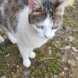 Foto de gato encontrado en Magny Cours