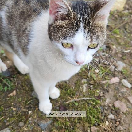 Foto 1/1 Gato encontrado Encontrado en Magny cours
