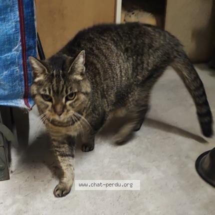 Foto 1/3 Gato encontrado Encontrado en Mouans sartoux