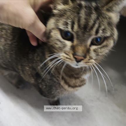 Foto 2/3 Gato encontrado Encontrado en Mouans sartoux