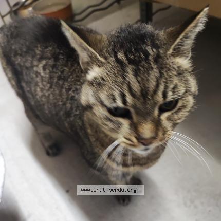 Foto 3/3 Gato encontrado Encontrado en Mouans sartoux