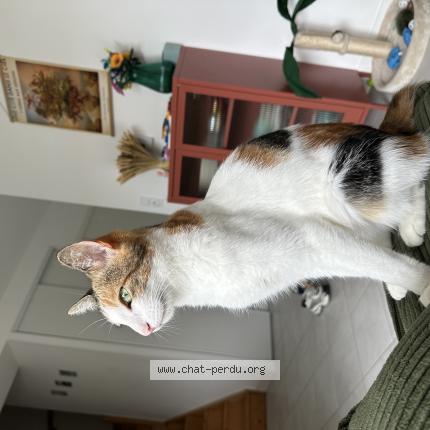 Foto 1/1 Maya Chat perdido en Thouare sur loire