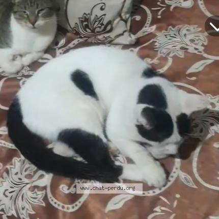 Foto 1/1 Bibus Chat perdido en El mouradia