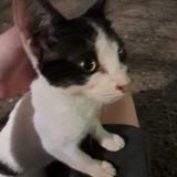 Foto de gato encontrado en Capital Federal