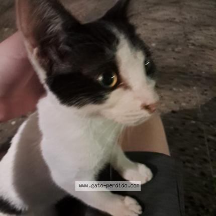 Foto 1/1 Gato encontrado Encontrado en Capital federal