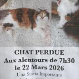 Foto del gato perdido en Cap D Ail