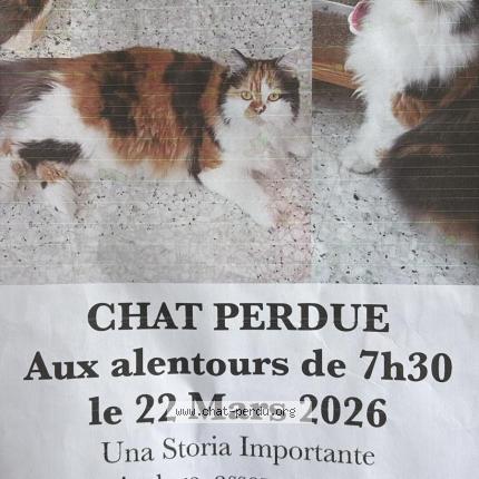 Foto 1/1 Cecile Laval Chat perdido en Cap d ail