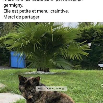 Foto 1/1 Shelby Chat perdido en Trilport