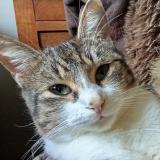 Foto del gato perdido en Pontchateau