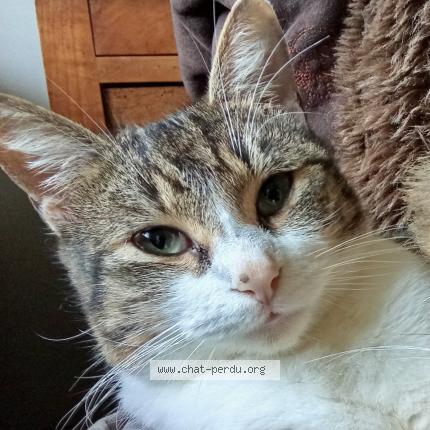 Foto 1/1 Pinknose Chat perdido en Pontchateau