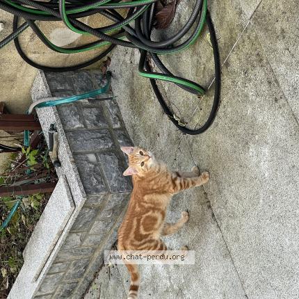 Foto 1/1 Gato encontrado Encontrado en Morsang sur orge