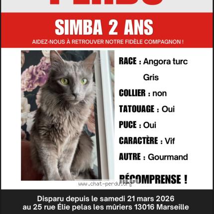 Foto 1/1 simba Chat perdido en Marseille