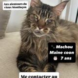Foto del gato perdido en Montlucon