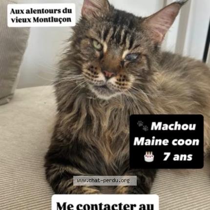 Foto 1/1 Machou Chat perdido en Montlucon