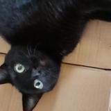 Foto del gato perdido en Epiniac