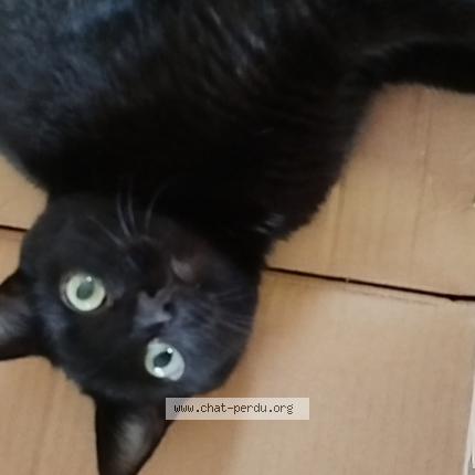 Foto 1/1 Olive Chat perdido en Epiniac