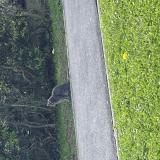 Foto de gato encontrado en Roissy En Brie