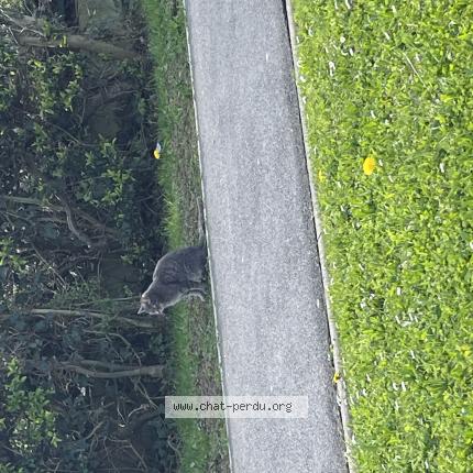 Foto 1/1 Gato encontrado Encontrado en Roissy en brie