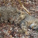 Foto de gato encontrado en Mesnil Panneville