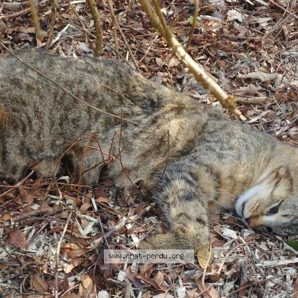 Foto 1/1 Gato encontrado Encontrado en Mesnil panneville