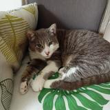 Foto del gato perdido en Paillencourt