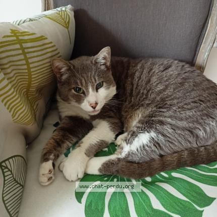 Foto 1/1 GRISOU Chat perdido en Paillencourt