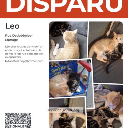 Foto 1/1 Léo Chat perdido en Manage